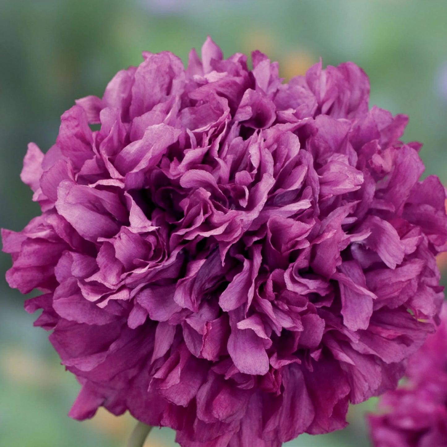 Poppy Purple Peony