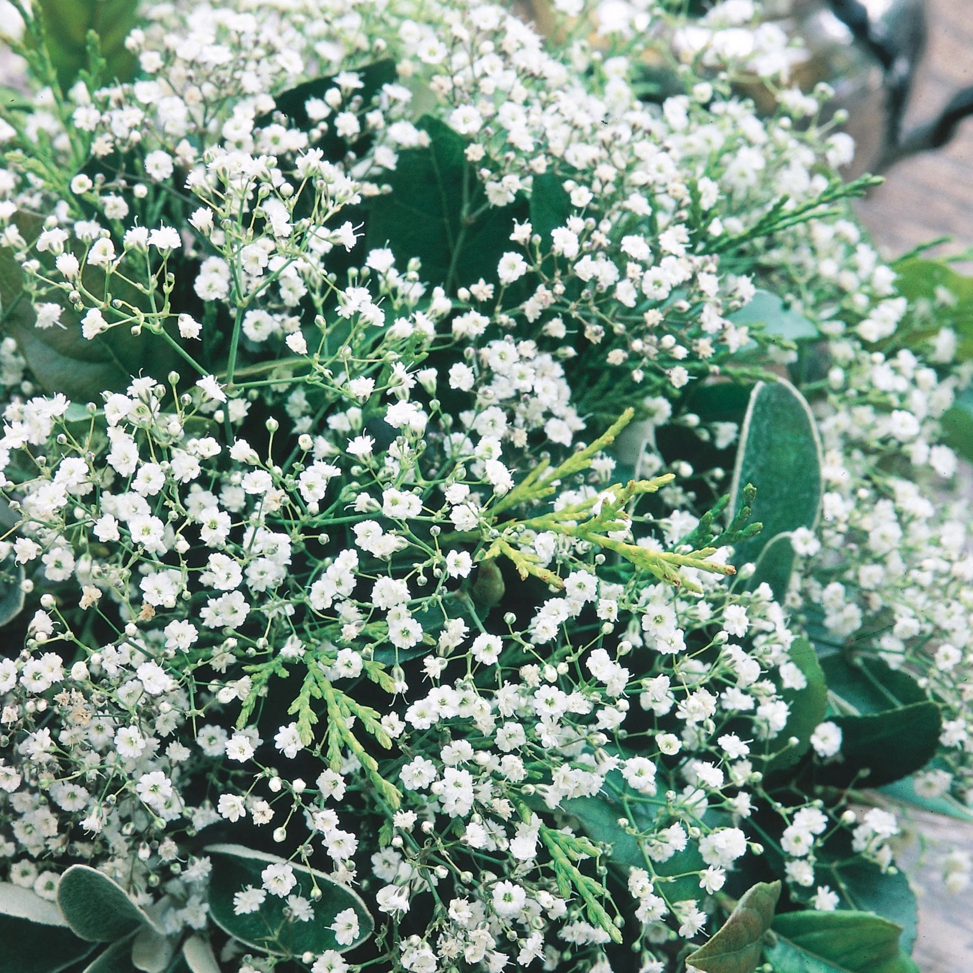 Gypsophila Diamond Spray
