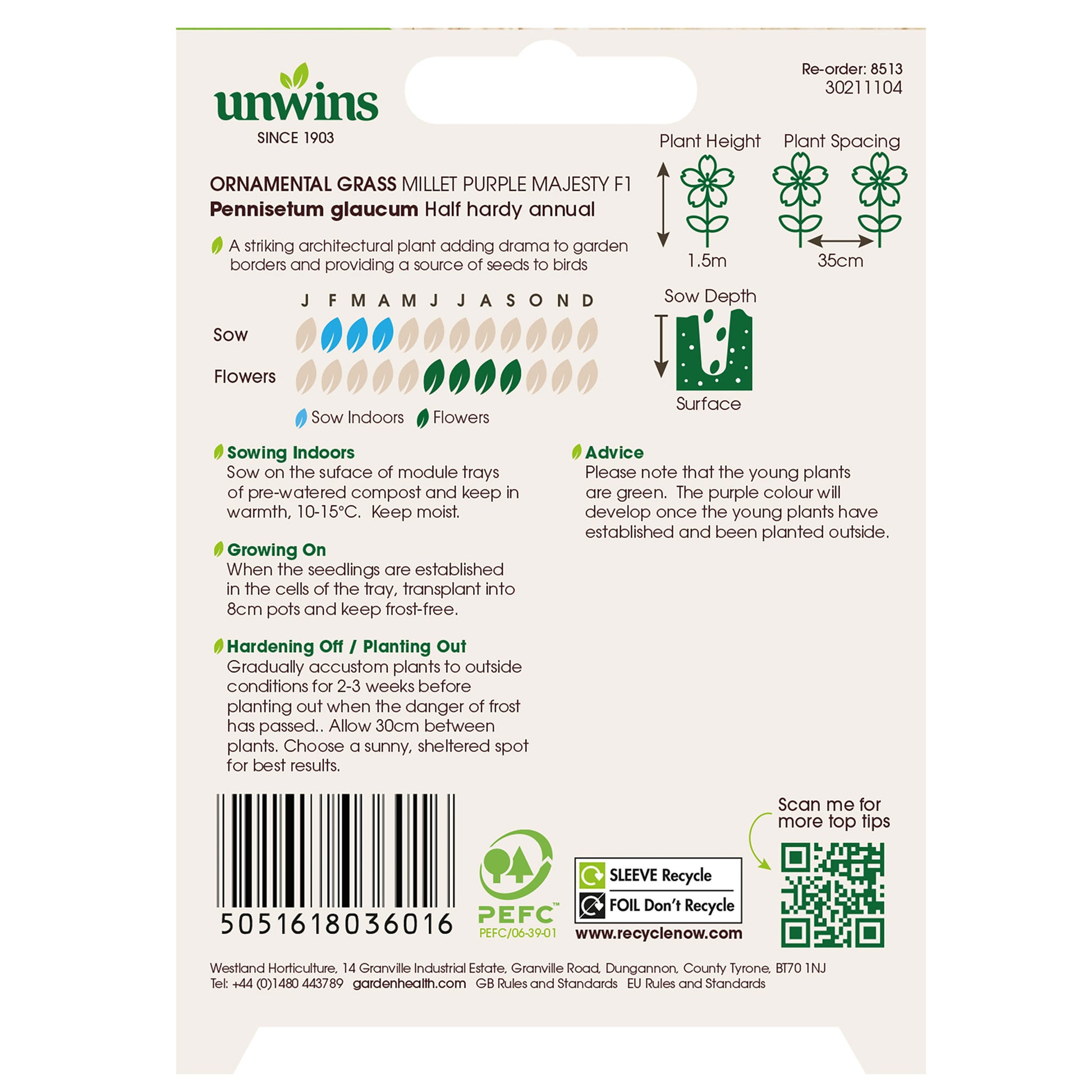 Ornamental Grass Millet Purple Majesty F1