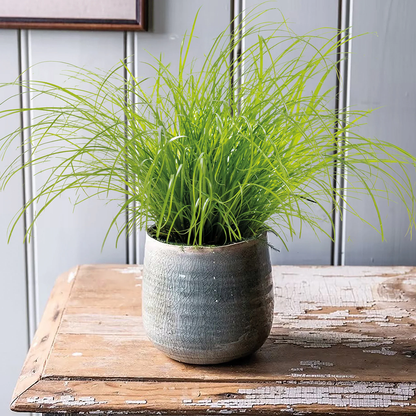 Unwins Seeds - Houseplant