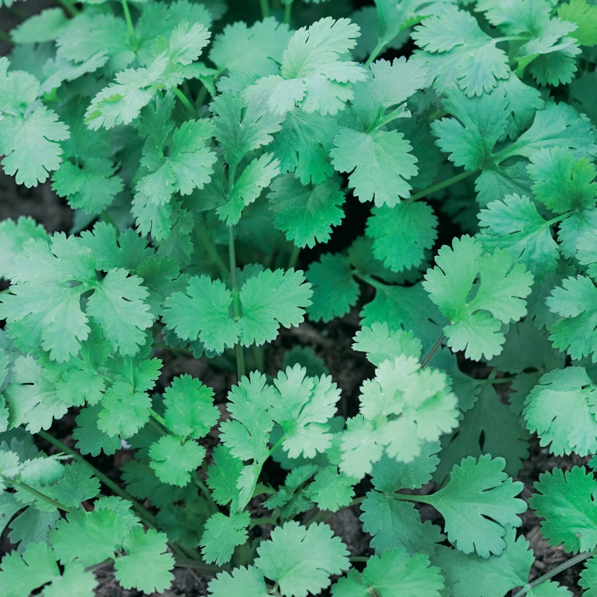 Unwins Seeds - Organic