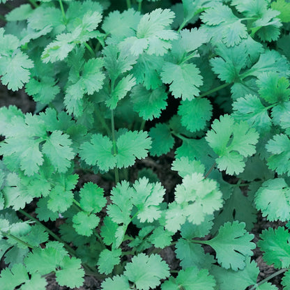 Unwins Seeds - Organic