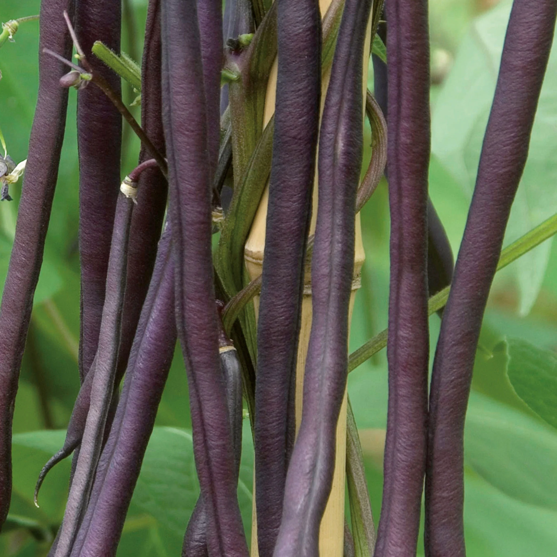 French Bean (Climbing) Carminat