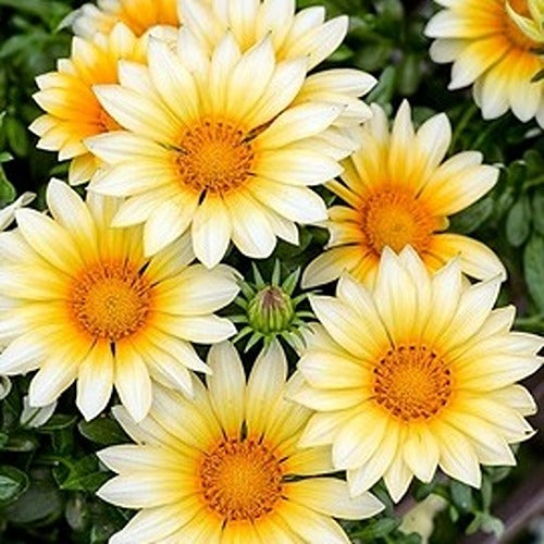 Gazania Sunny Side Up