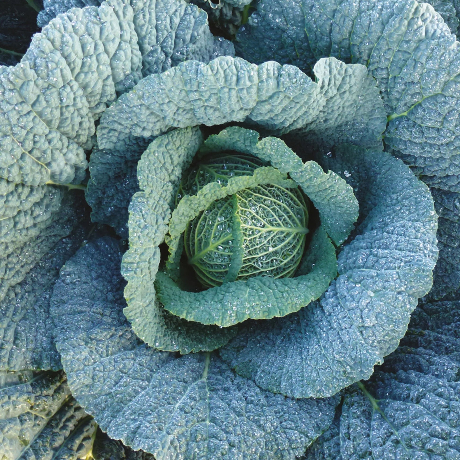 Cabbage (Savoy) Supervoy F1