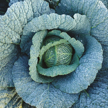 Cabbage (Savoy) Supervoy F1