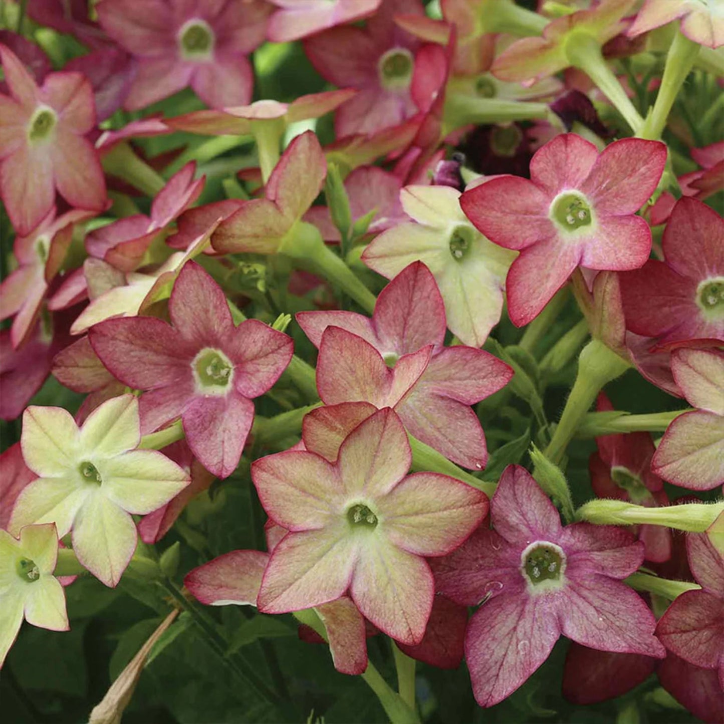 Nicotiana Cuba Lime Purple Bicolour