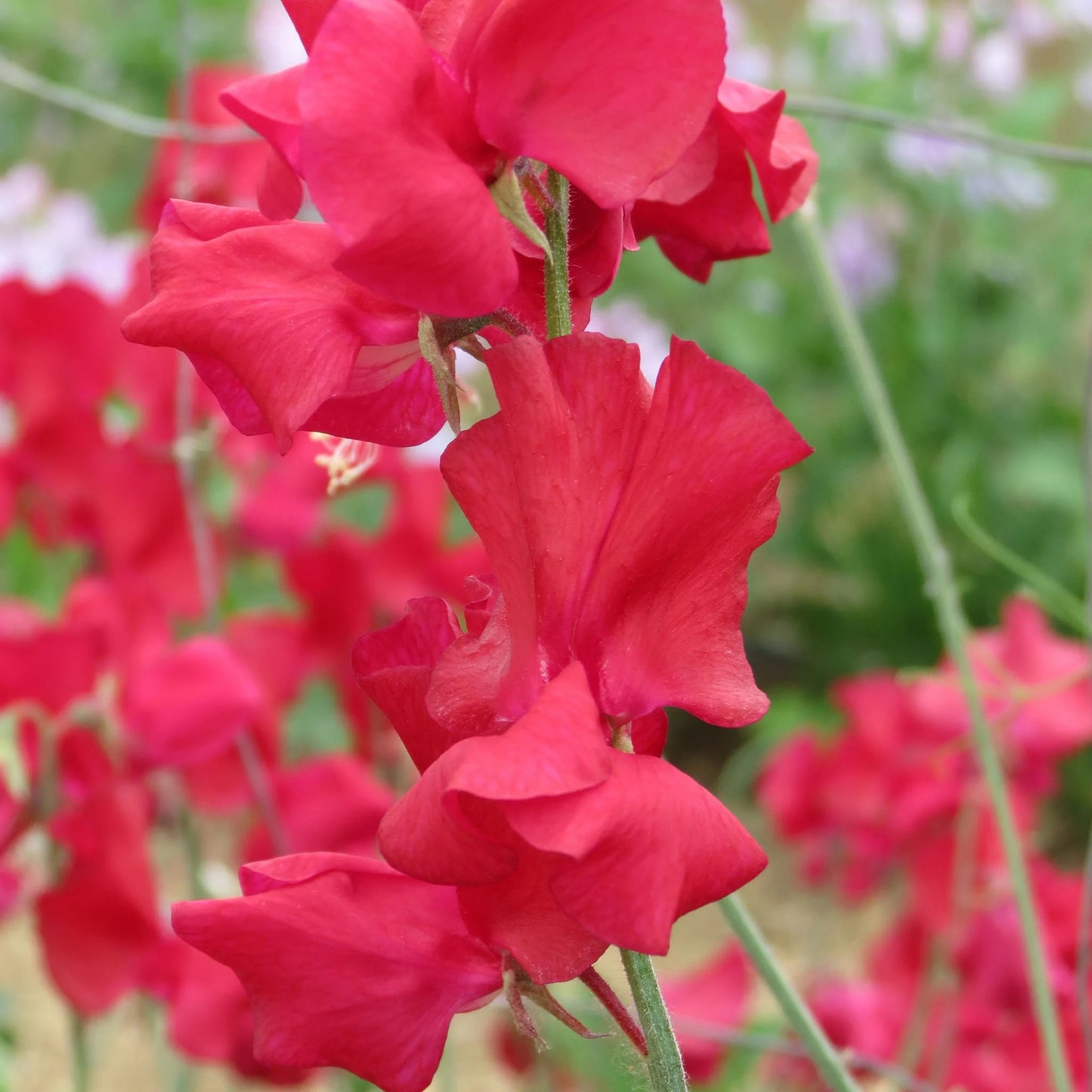 Unwins Sweet Pea Seed Lovers Bundle