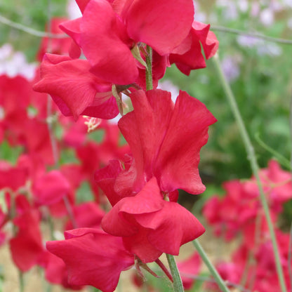 Unwins Sweet Pea Seed Lovers Bundle