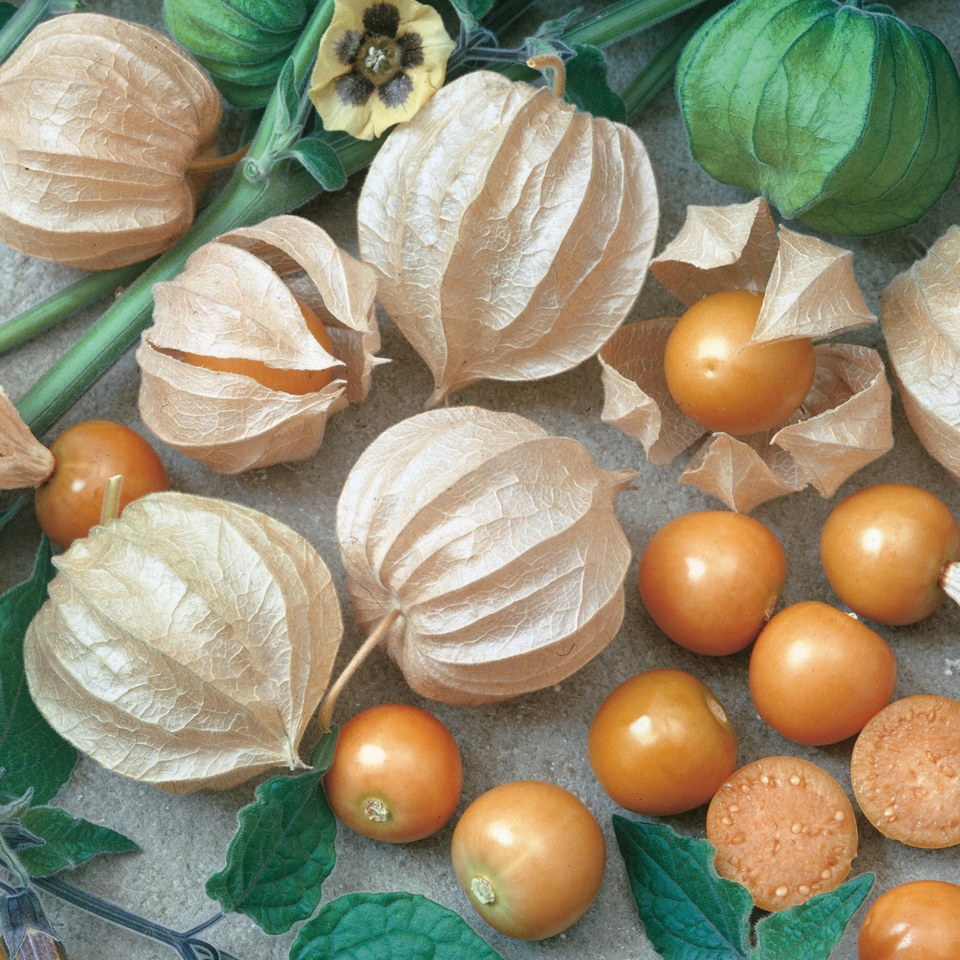 Unwins Sweet Summer Fruit Seed Bundle