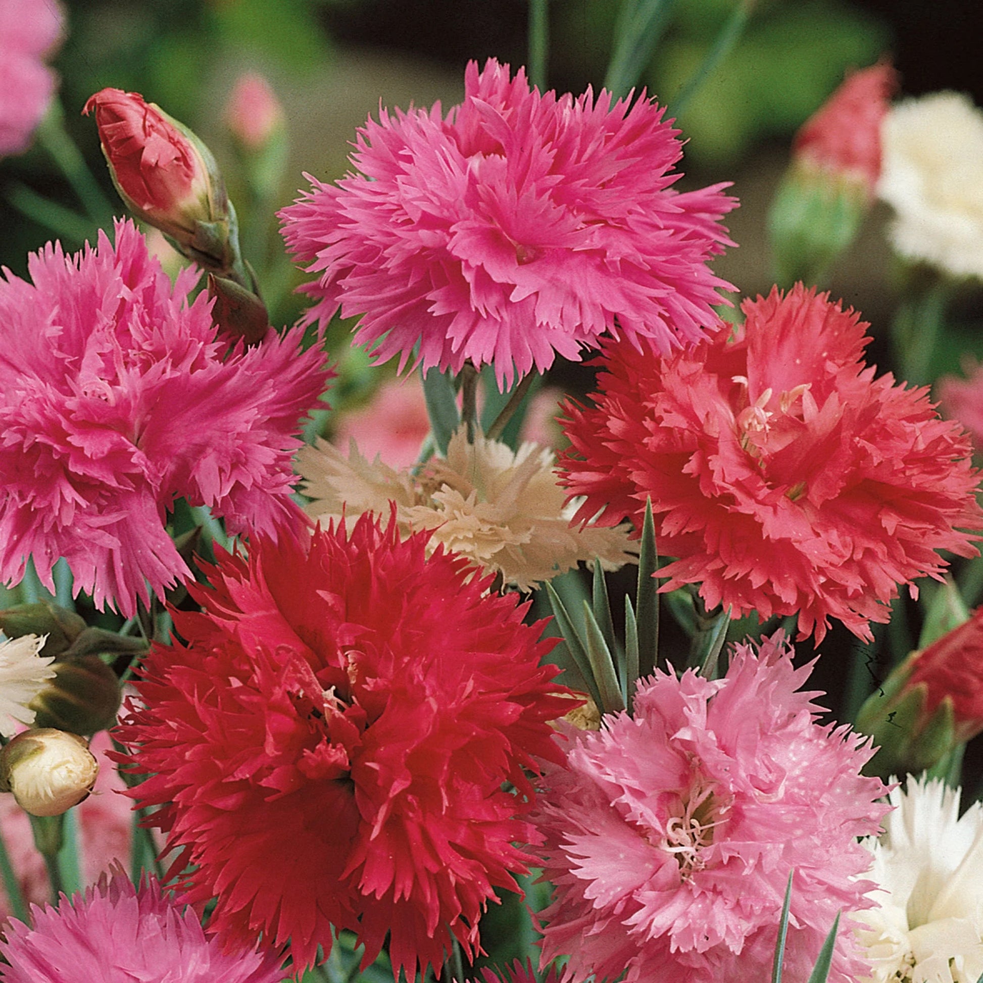 Dianthus Pink Spring Beauty