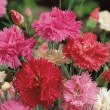 Dianthus Pink Spring Beauty