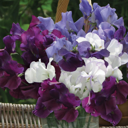 Sweet Pea Misty Mountains