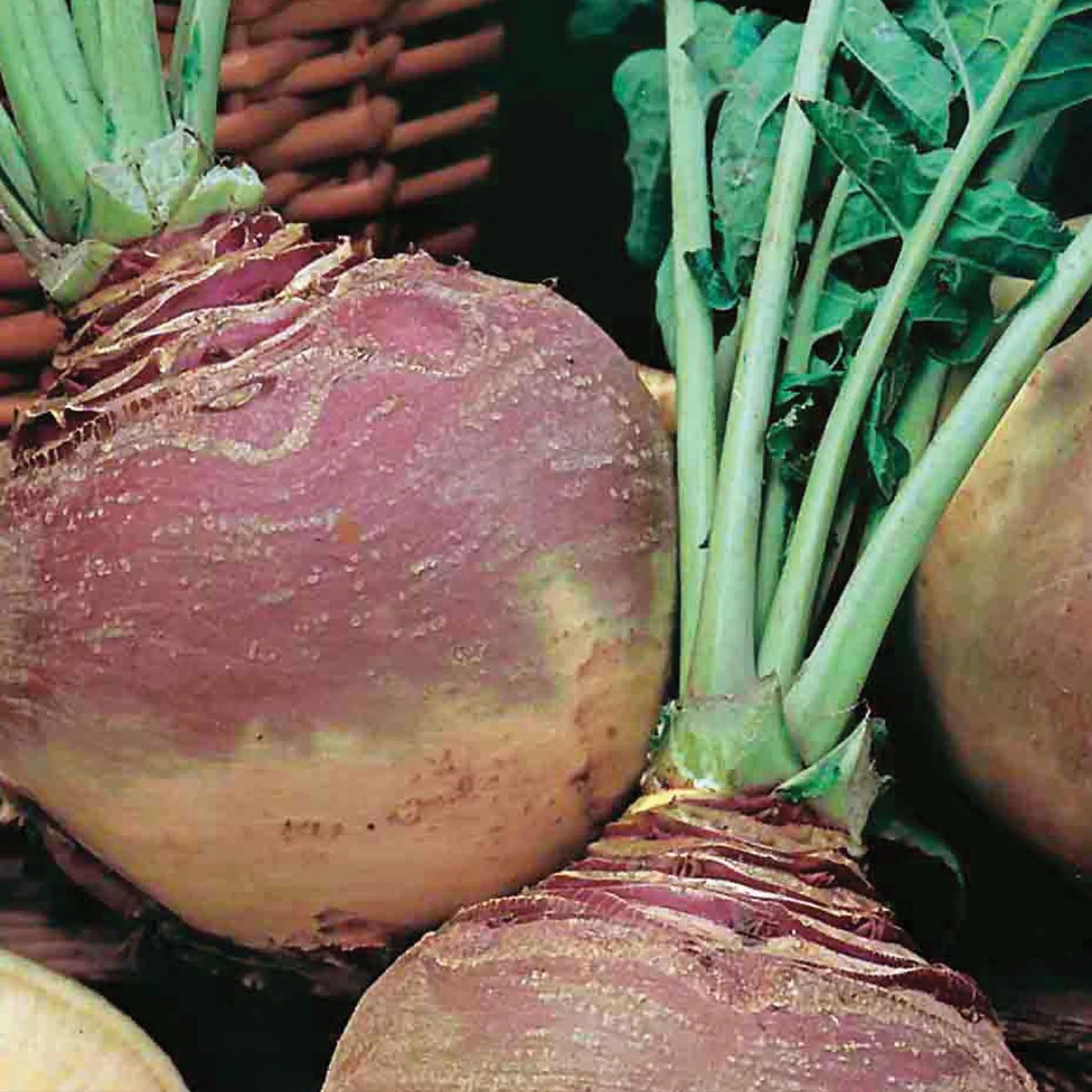 Unwins Sunday Roast Veg Seed Bundle