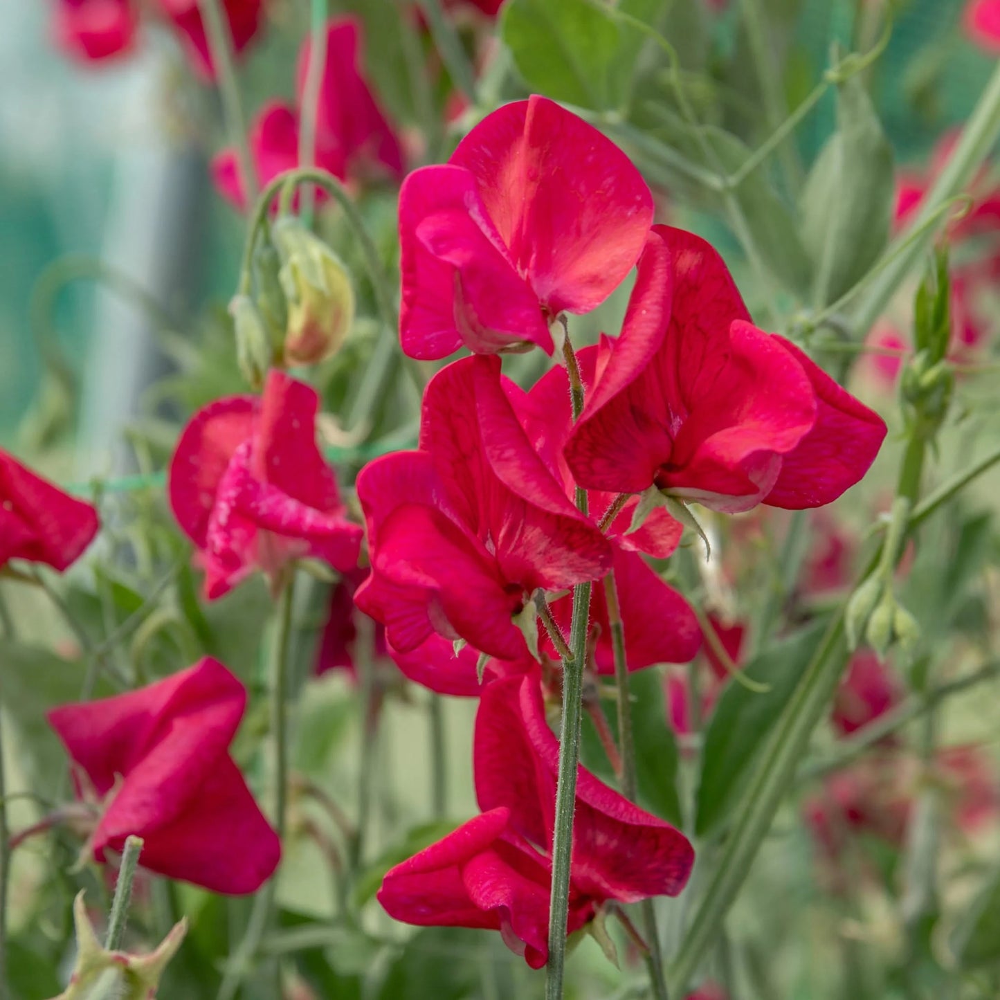 Sweet Pea Zorija Rose