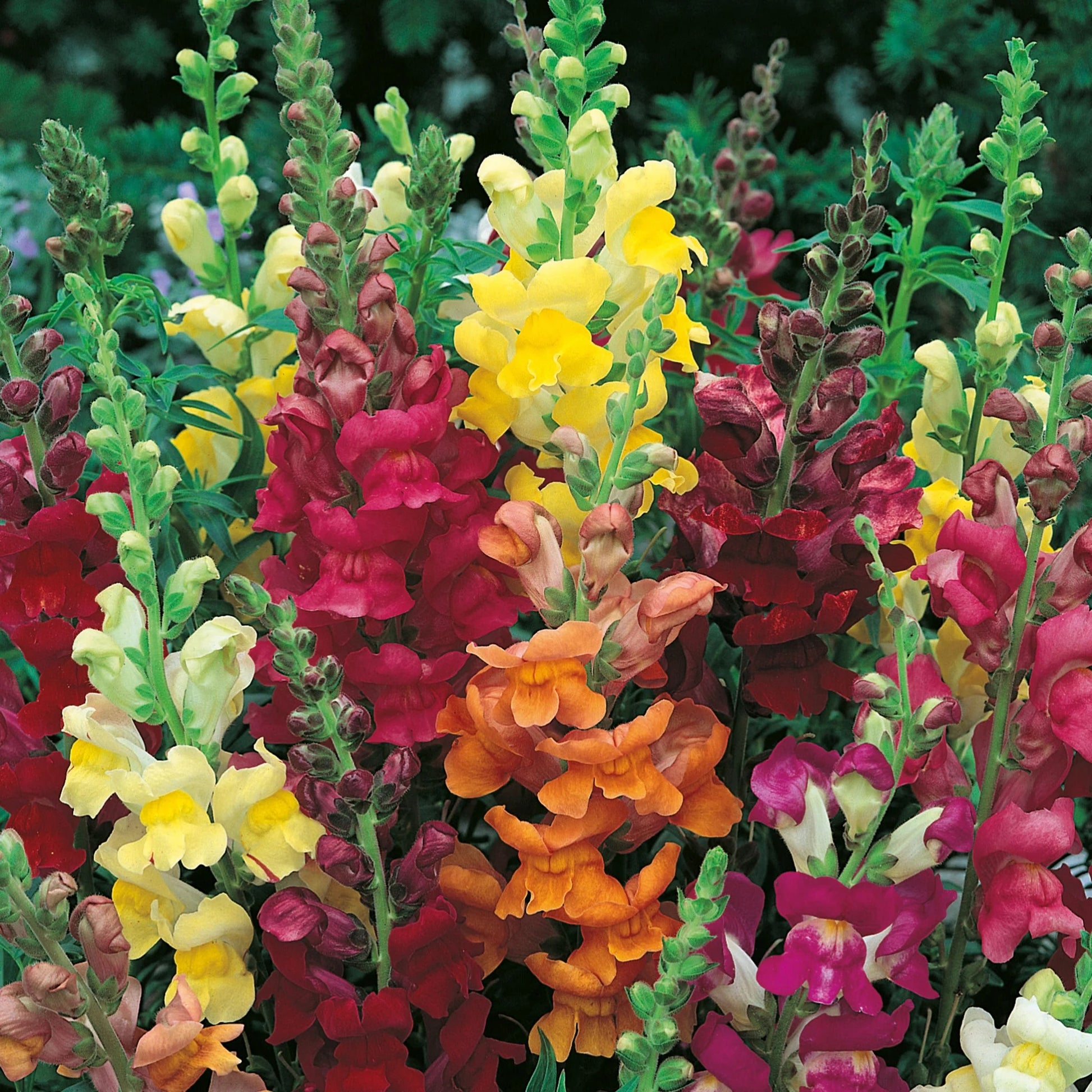 Antirrhinum Giant Rust Resistant