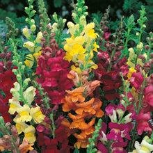 Antirrhinum Giant Rust Resistant