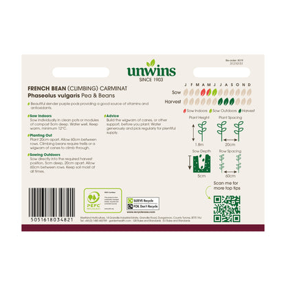 French Bean (Climbing) Carminat