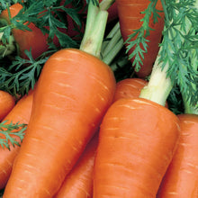 Carrot Chantenay Red Cored 2
