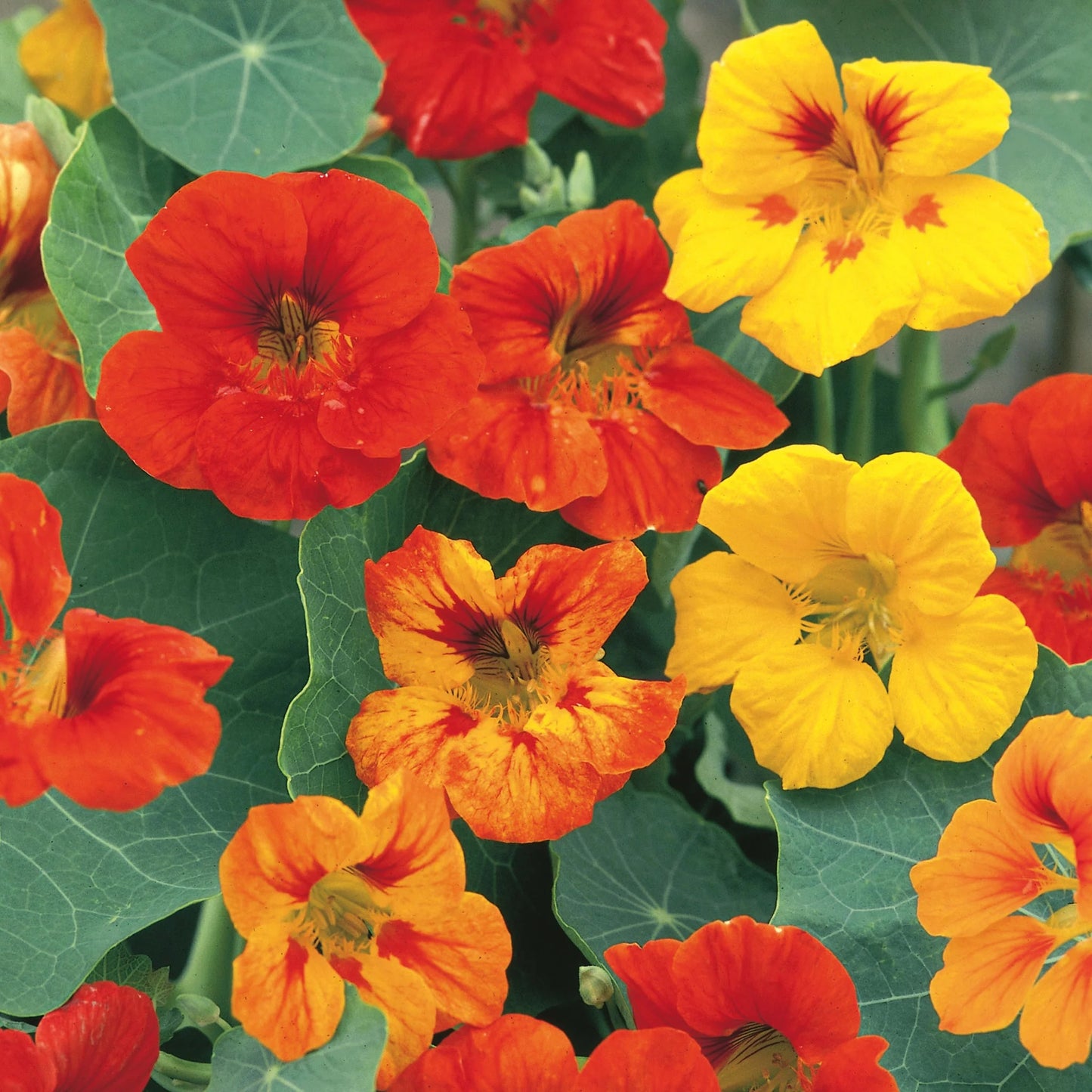 Unwins Nasturtium Seed Lovers Bundle