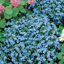 Lobelia Cambridge Blue (Bush)