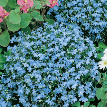 Lobelia Cambridge Blue (Bush)