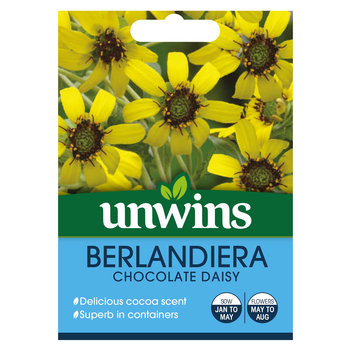 Berlandiera Chocolate Daisy