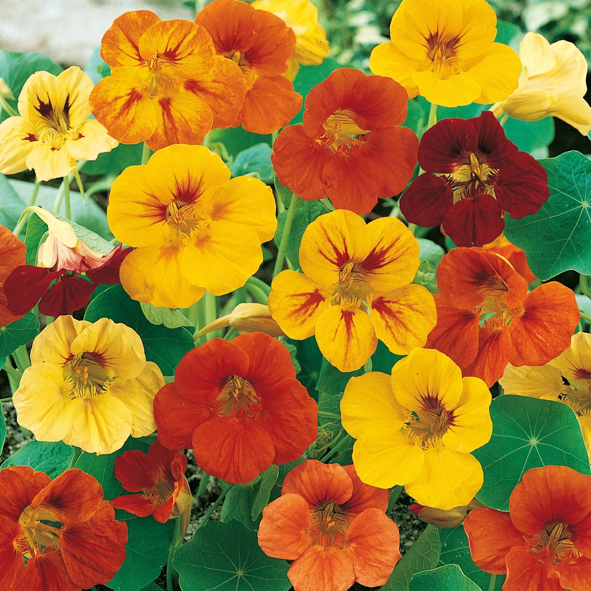 Unwins Nasturtium Seed Lovers Bundle
