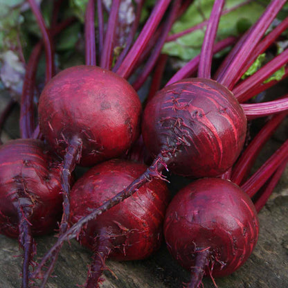 Beetroot Boston