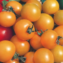 Tomato (Cherry) Sungold F1