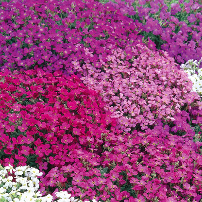 Unwins Spring Flowering Seed Bundle