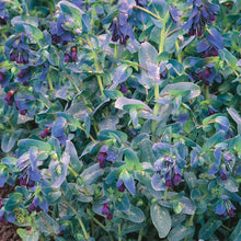 Cerinthe Blue Kiwi