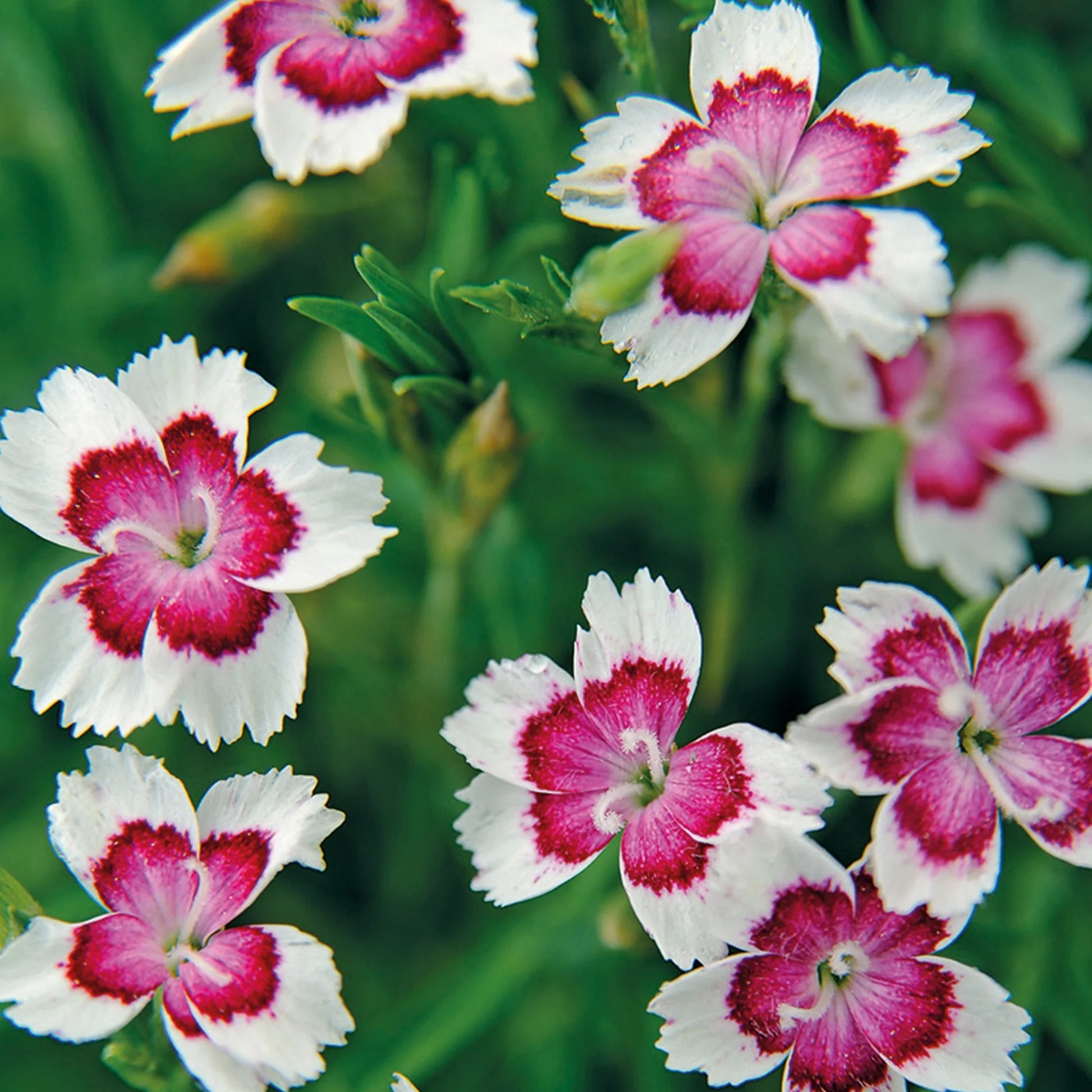 Alpine Dianthus Arctic Fire