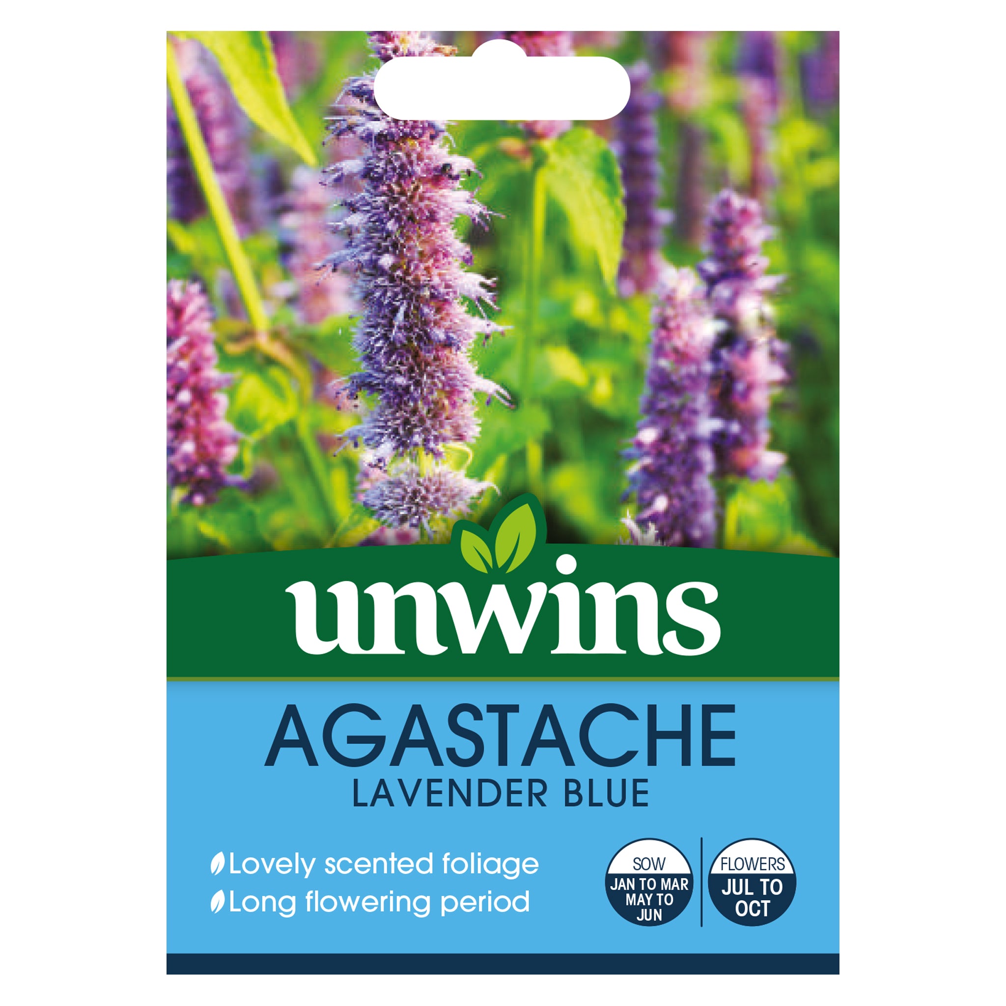 Agastache Lavender Blue