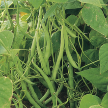 French Bean (Climbing) Cobra
