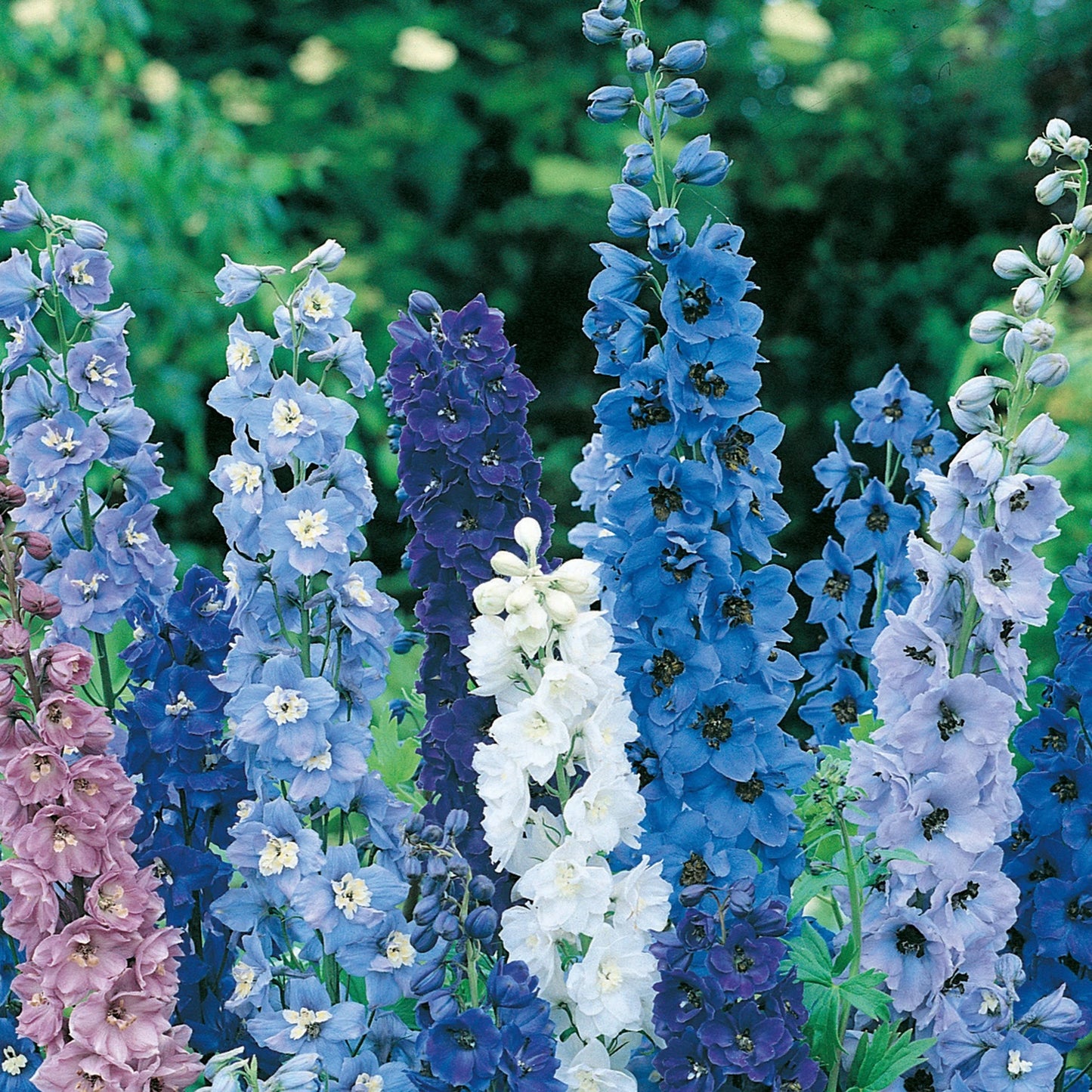 Delphinium Pacific Giants