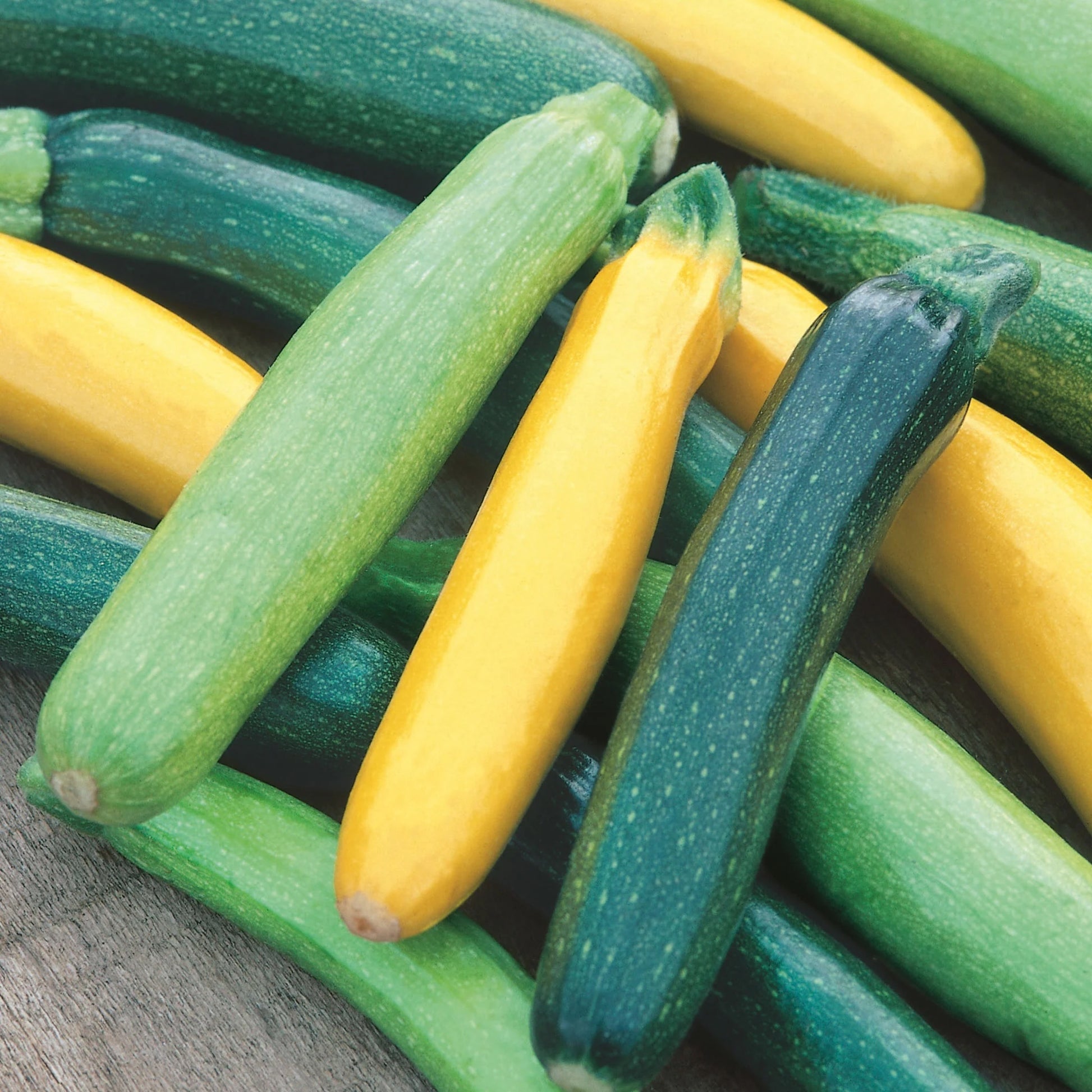 Courgette Tristar F1