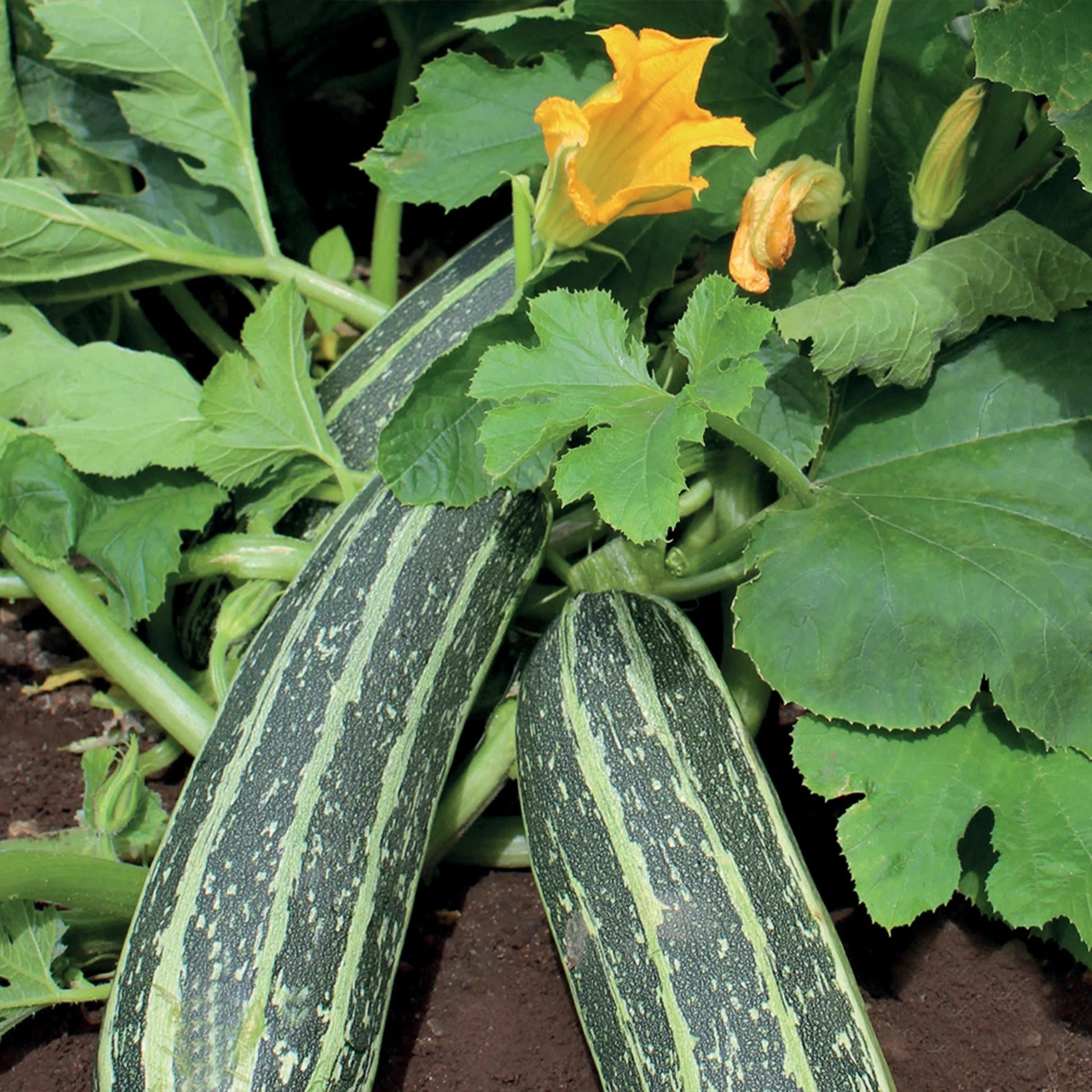 Marrow Tiger Cross F1