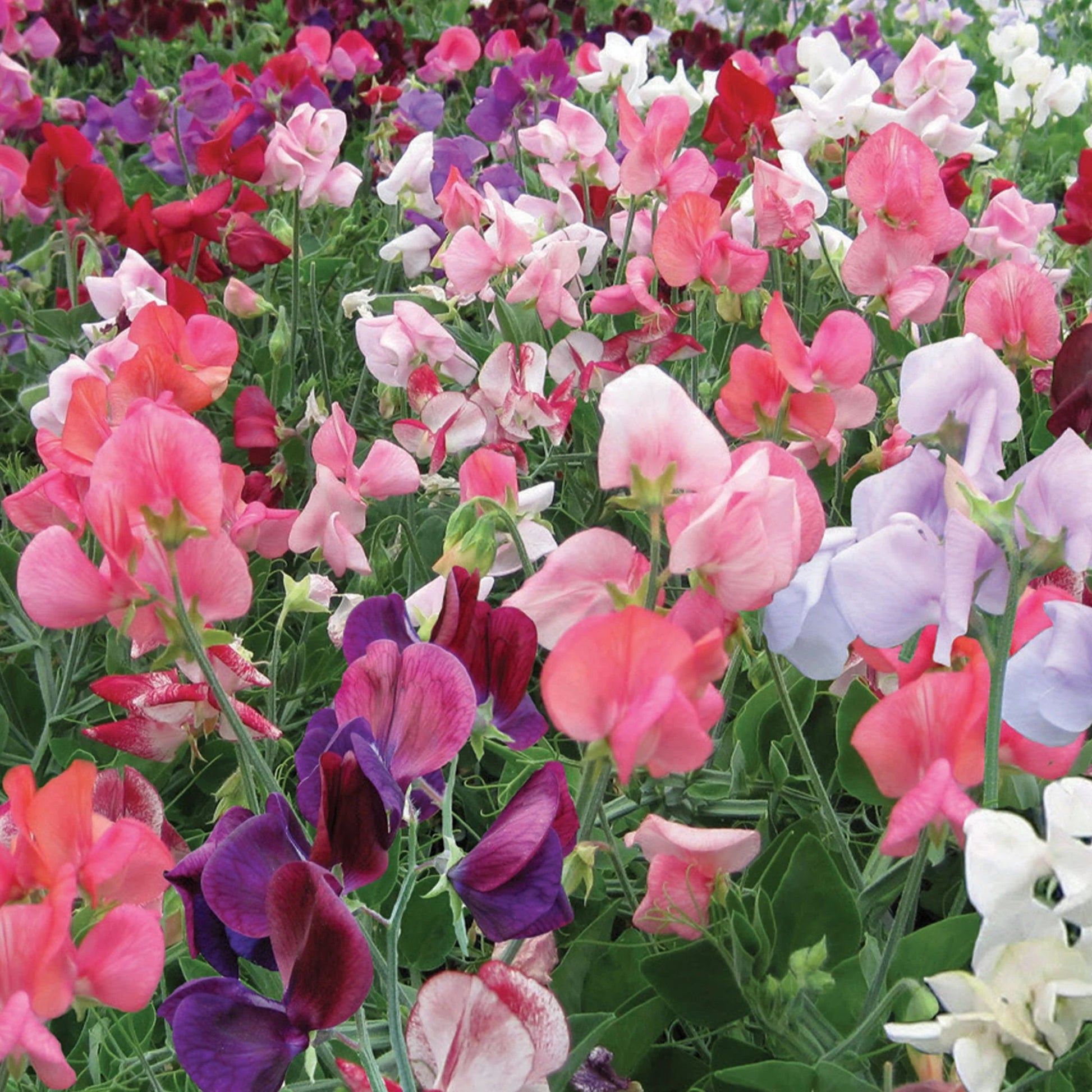 Sweet Pea Cherub Mix