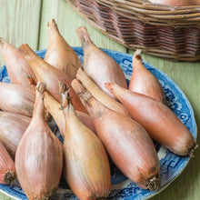 Onion (Shallot) Zebrune