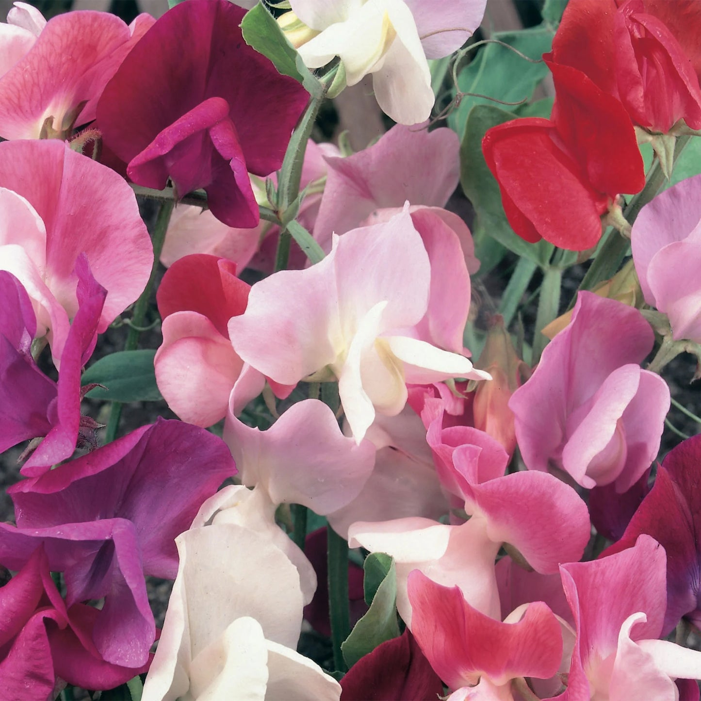 Sweet Pea Continental Mix