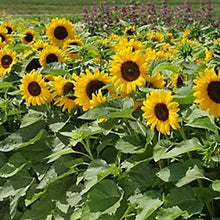 Sunflower Pradera Gold
