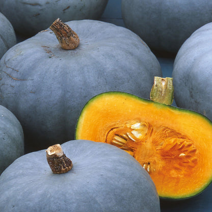 Pumpkin Crown Prince