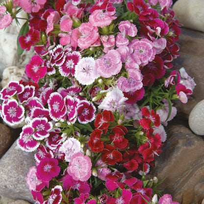 Unwins Cottage Flower Seed Bundle