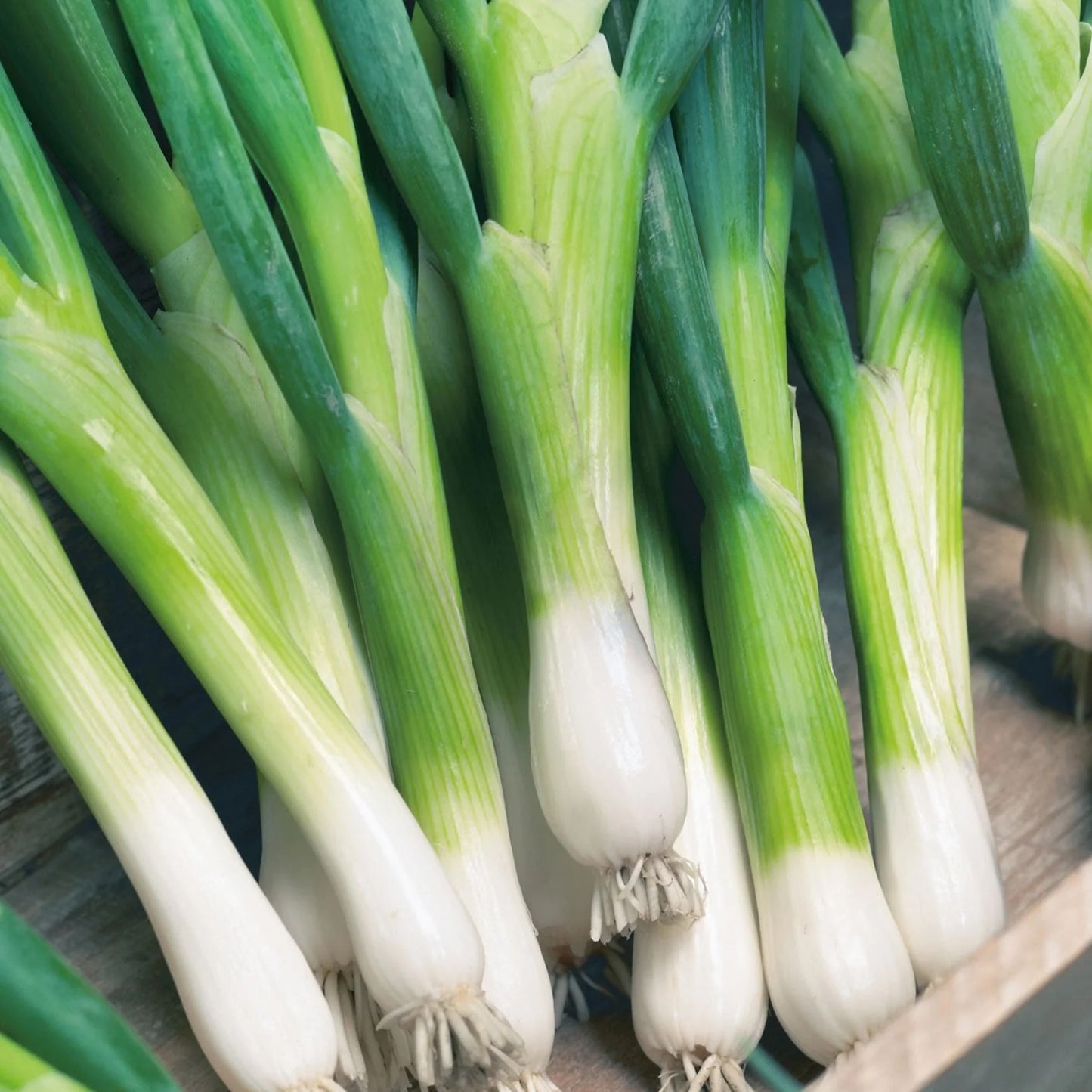 Onion (Spring) Parade