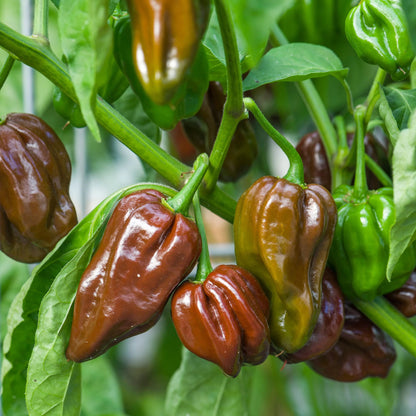 Pepper (Chilli) Habanero Chocolate
