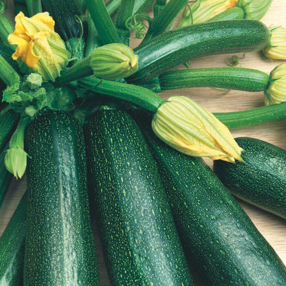 Courgette Firenze F1