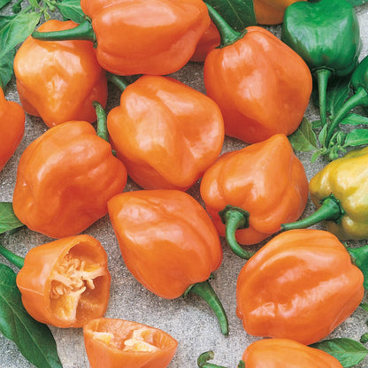 Pepper (Chilli) Orange Habanero