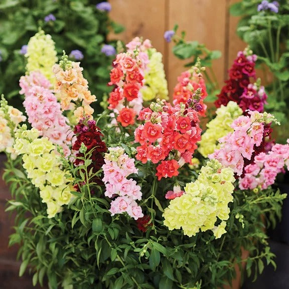 Antirrhinum Doubleshot Mix