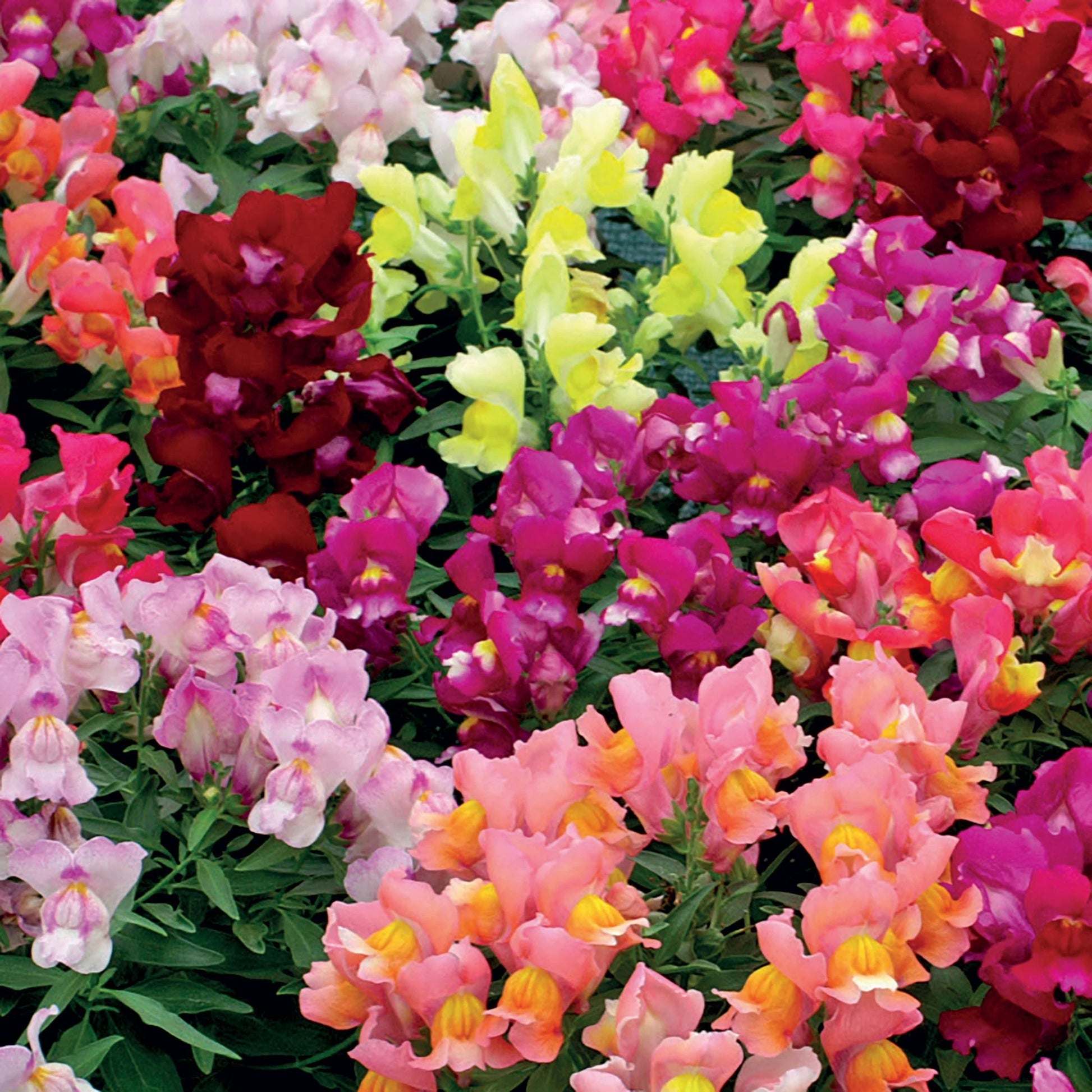 Antirrhinum Snappy Mix